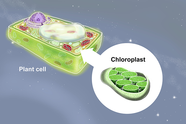 Image of a cell and a magnification of a chloroplast and what is contained in one